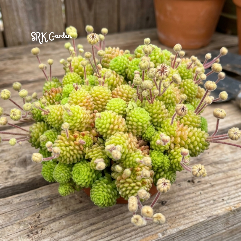 Monanthes Polyphylla, Miniature Succulent, Rare Plant in 3" pot