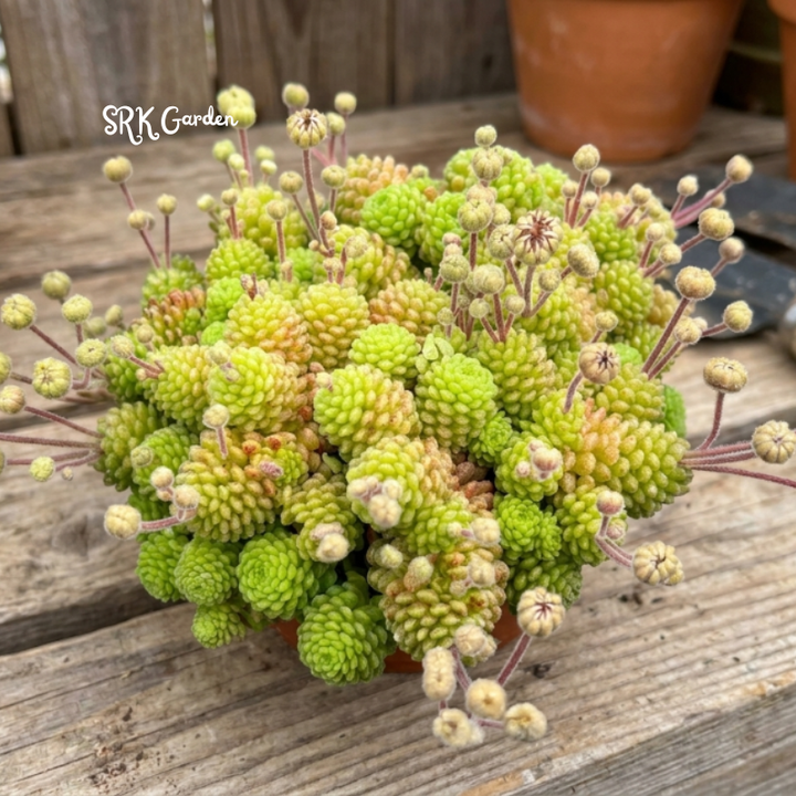 Monanthes Polyphylla, Miniature Succulent, Rare Plant in 3" pot