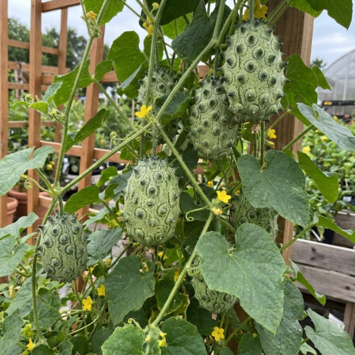 Horned Melon Fruit Seeds for Planting | Cucumis Seed,  Non-GMO Heirloom