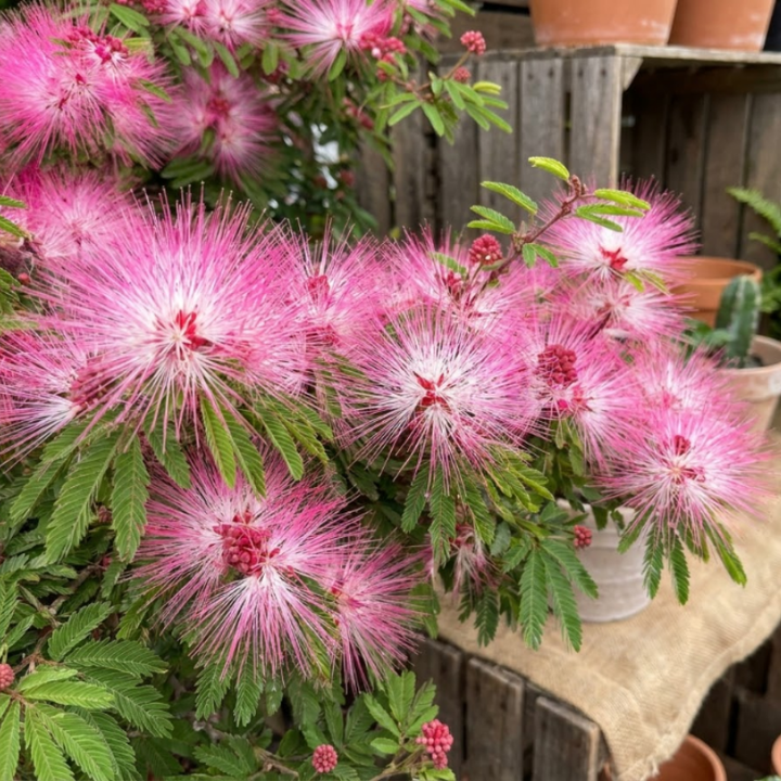Pink Mimosa Tree Live Plant – Persian Silk Tree (Albizia julibrissin), 2-Inch Pot