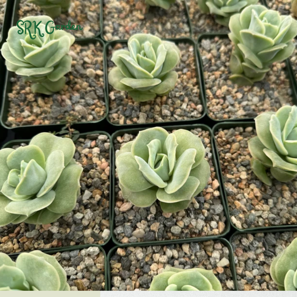 Graptoveria Lovely Rose, Green Rose, Live Plants Plant in 3" pot