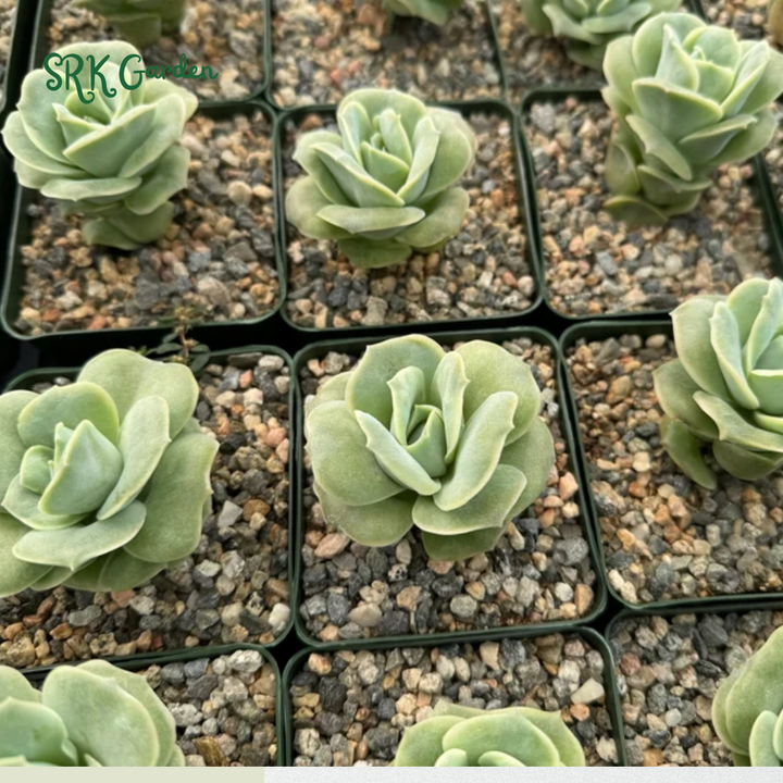Graptoveria Lovely Rose, Green Rose, Live Plants Plant in 3" pot