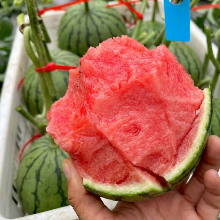 Sugar Baby Watermelon Seeds for Planting | 25 seeds