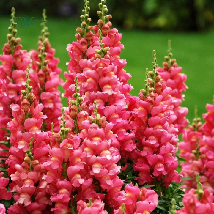 Snapdragon Maximum Mix 2000 Seeds