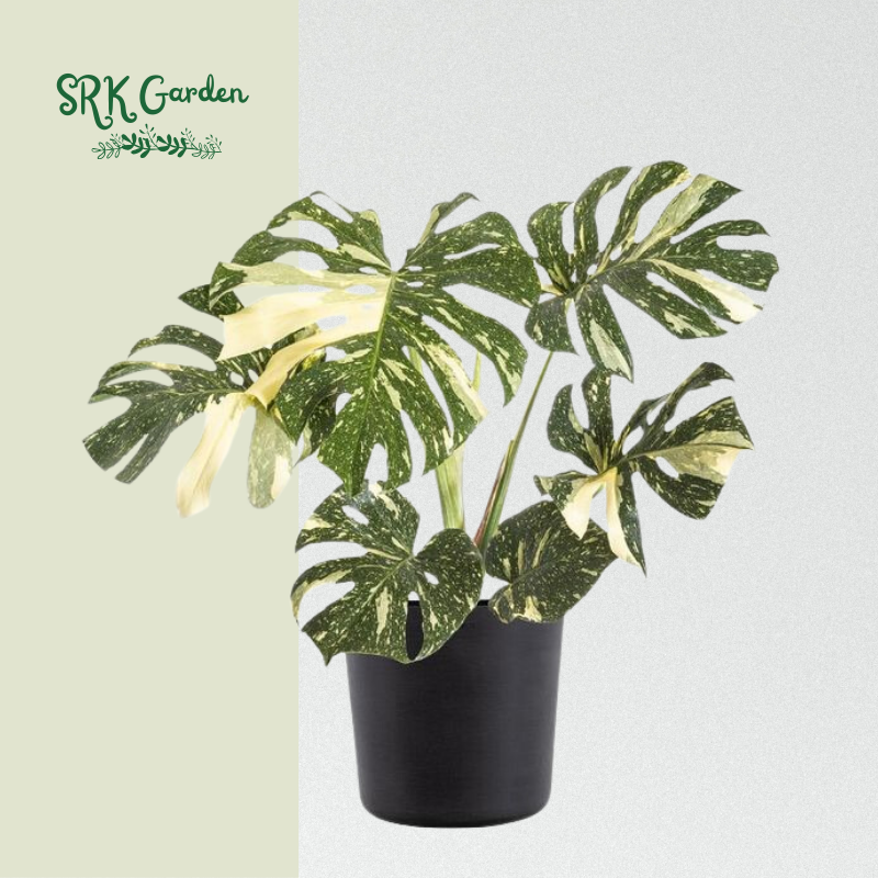 RARE Monstera Delociosa Thai Constellation 4" pot