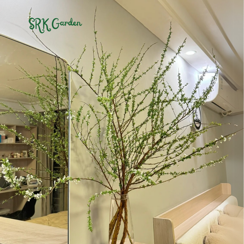 Spiraea prunifolia, Snow Willow stems and Home Decoration