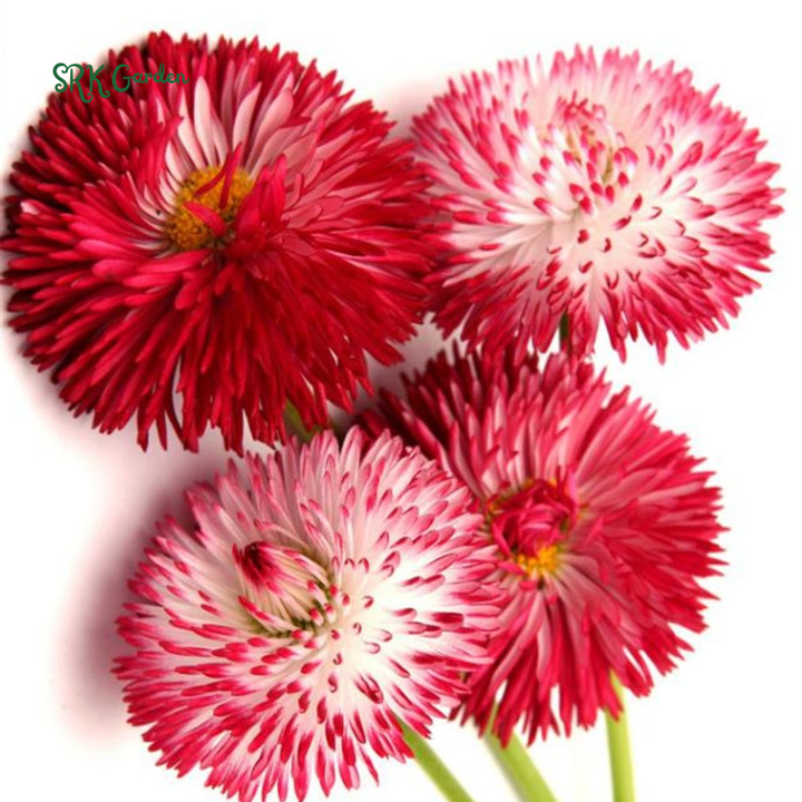 Habanera Mixed Bellis English Daisy Seeds | 10 Seeds