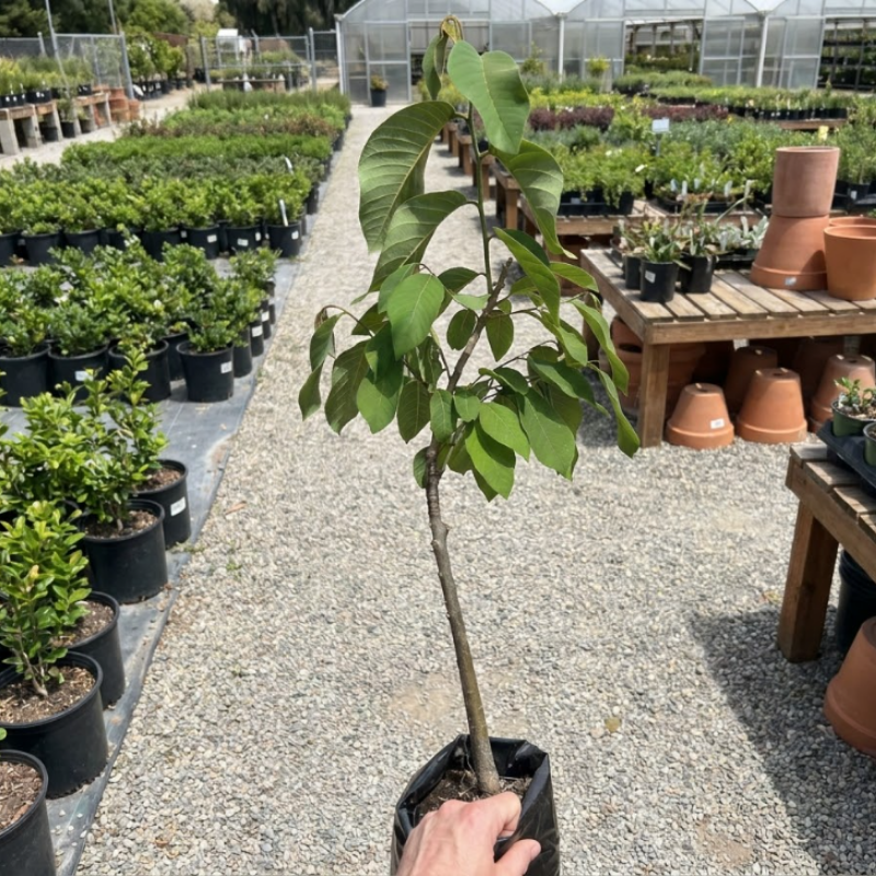 Bumpo Cherimoya Live Tree – Rare Sweet Custard Fruit Plant for Home Garden