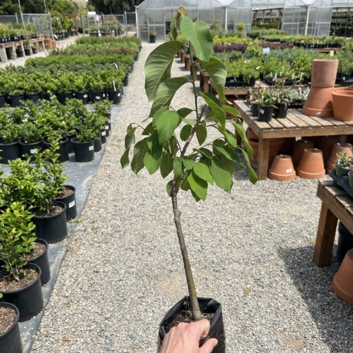 Bumpo Cherimoya Live Tree – Rare Sweet Custard Fruit Plant for Home Garden