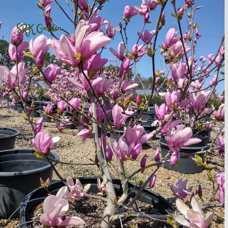 Saucer Magnolia ‘Magnolia Soulangeana’ – Shrub - One Gallon Healthy Potted Plant