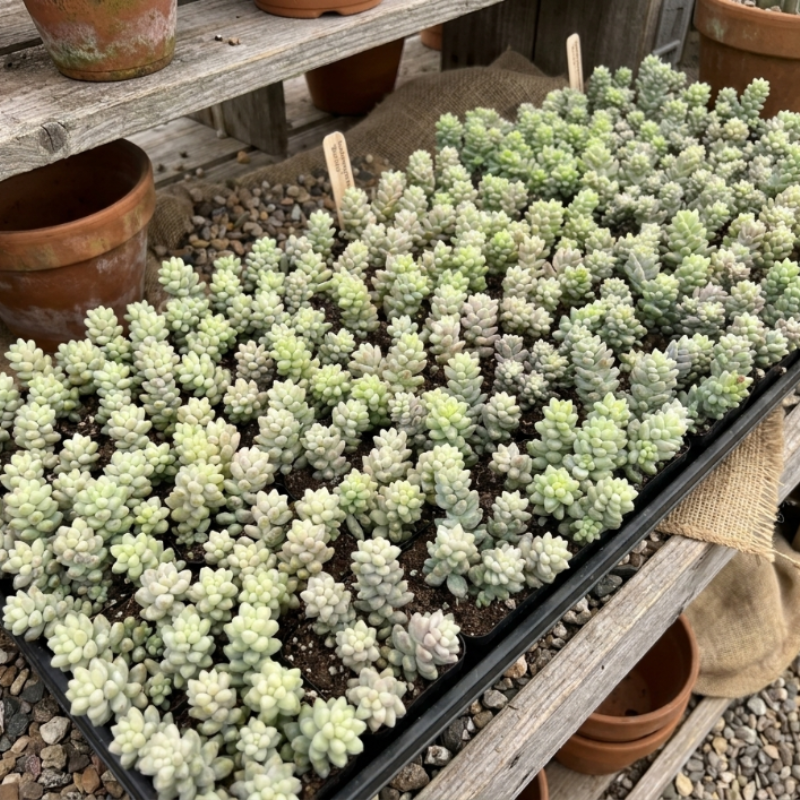 Sedum Burrito, Donkey's Tail, Trailing Succulent, Hanging Plant, 2" 4" pot
