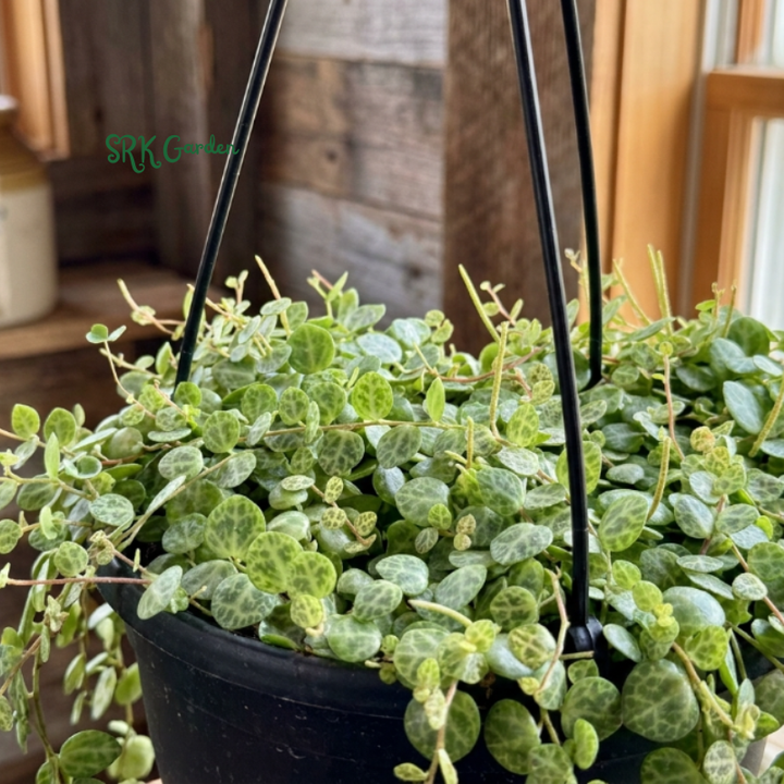 String of Turtles, Trailing Succulent, Hanging Plant, Home Decor Plant in 2.5", 4", 6'' Pot