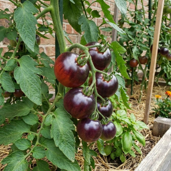 Black & Indigo Tomato Seeds – Black Cherry, Dancing with Smurfs & Indigo Apple