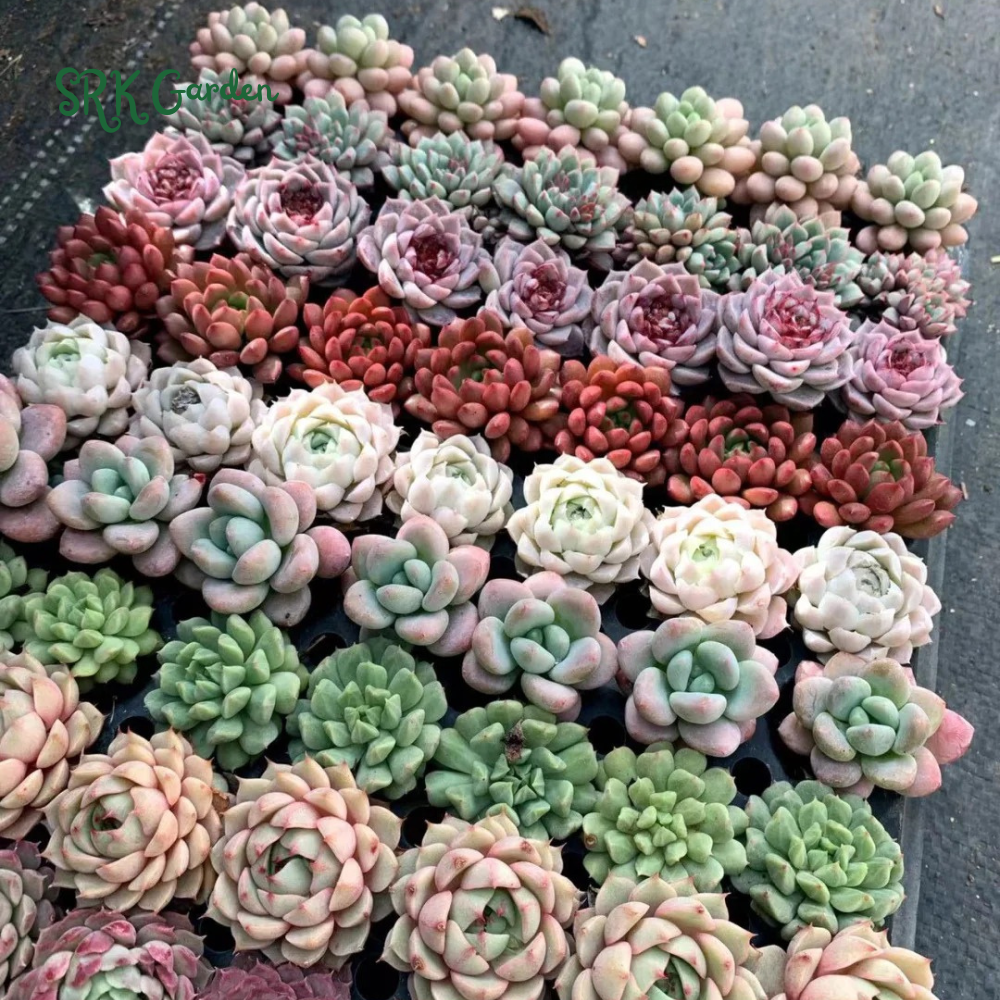 Succulents Mystery Box 12-24pcs, Live Plants in 2'' pot