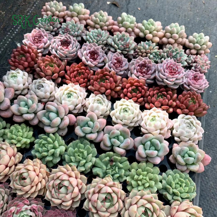 Succulents Mystery Box 12-24pcs, Live Plants in 2'' pot
