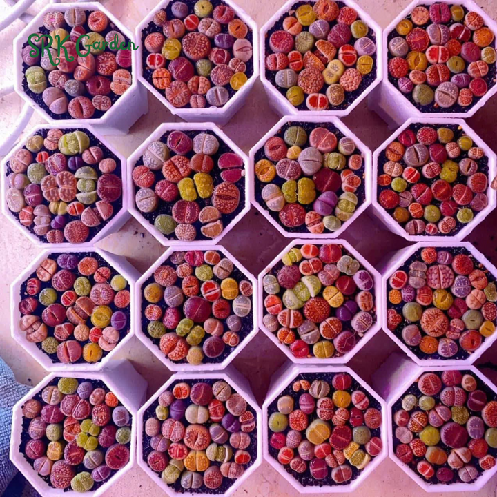 Pack of 10 Live Small Exotic Lithops Random Color 0.3" to 0.7" size