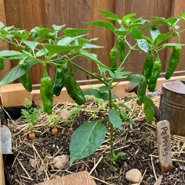 Mild Pepper Seeds – Anaheim, Sweet Banana & Shishito Peppers, Frying & Roasting Pepper Seeds