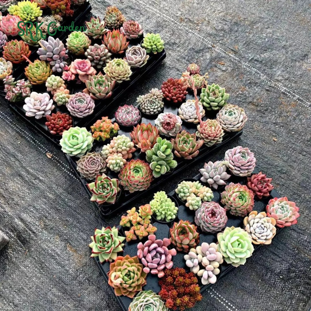 Succulents Mystery Box  6 - 12 pcs, Live Plants in 4'' pot