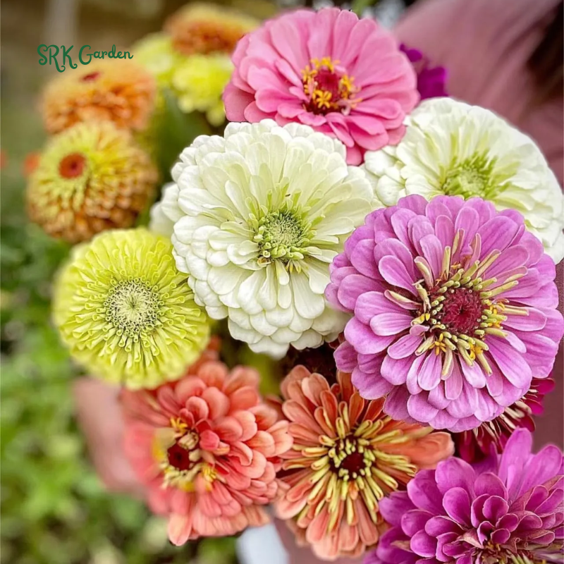 Zinnia Seeds - California Giant Mix - Mixed Colors and Large Blooms