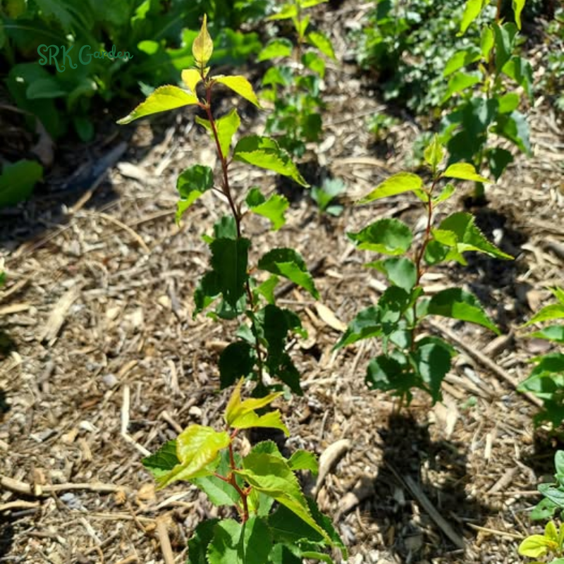 Sweet Bearing Hardy Apricot Seedling 1ft tall