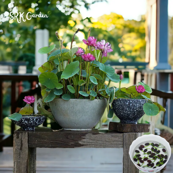 Mini Lotus Seeds (Pink, Snow White, Royal, Guan Yin, Mini) 60 seeds