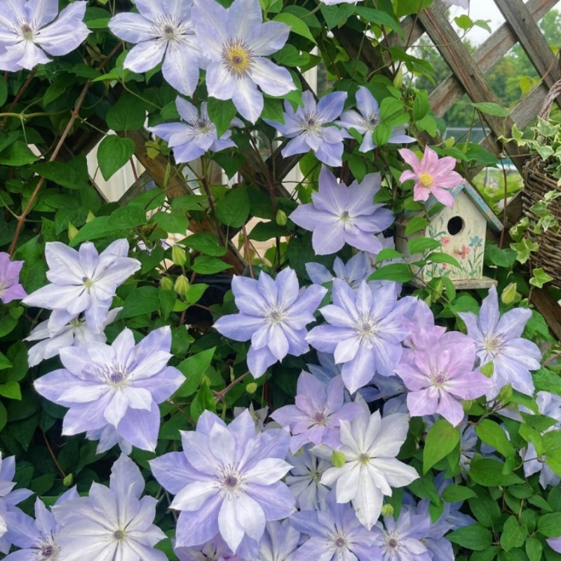Clematis Seeds – Beautiful Perennial Flowering Climbing Vine