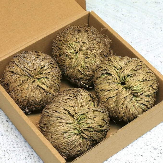 4-Pack Large Premium Dried Rose of Jericho, Selaginella Resurrection Grass, Dried Fern Scale Leaf Prayer Plant