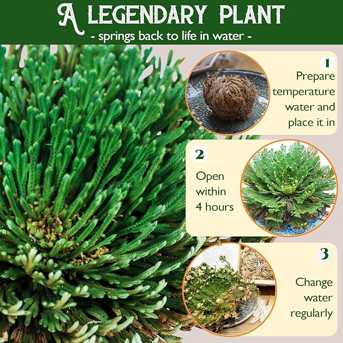 4-Pack Large Premium Dried Rose of Jericho, Selaginella Resurrection Grass, Dried Fern Scale Leaf Prayer Plant