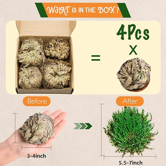 4-Pack Large Premium Dried Rose of Jericho, Selaginella Resurrection Grass, Dried Fern Scale Leaf Prayer Plant