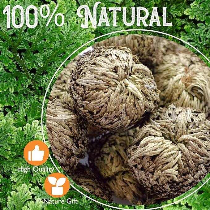 4-Pack Large Premium Dried Rose of Jericho, Selaginella Resurrection Grass, Dried Fern Scale Leaf Prayer Plant