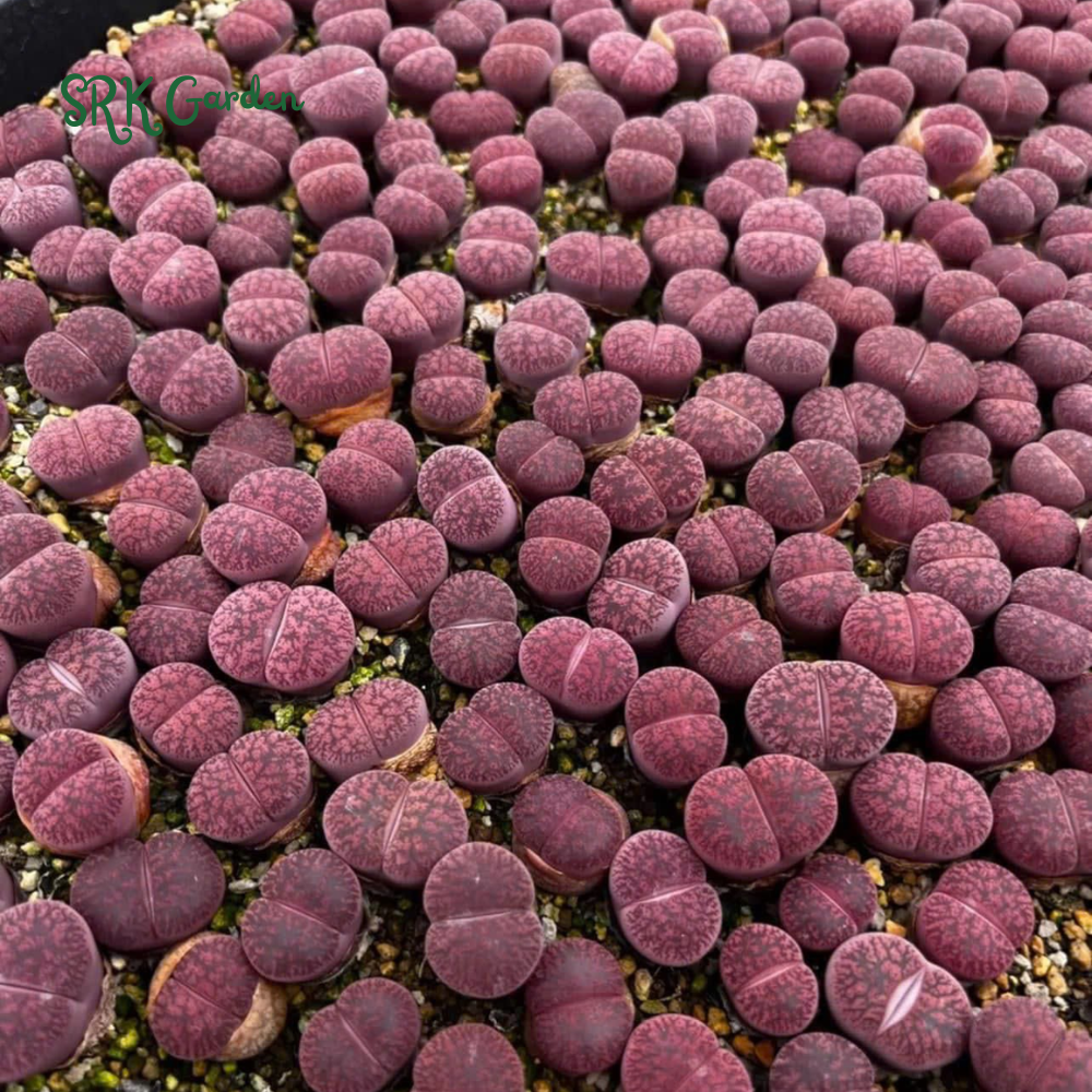 Pack of 10 Live Small Exotic Lithops Random Color 0.3" to 0.7" size
