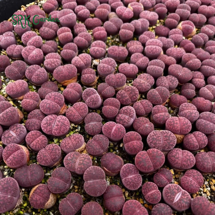 Pack of 10 Live Small Exotic Lithops Random Color 0.3" to 0.7" size