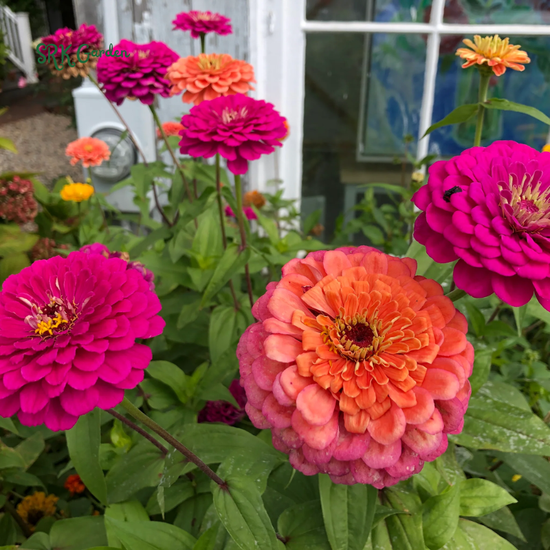 Zinnia Seeds - California Giant Mix - Mixed Colors and Large Blooms