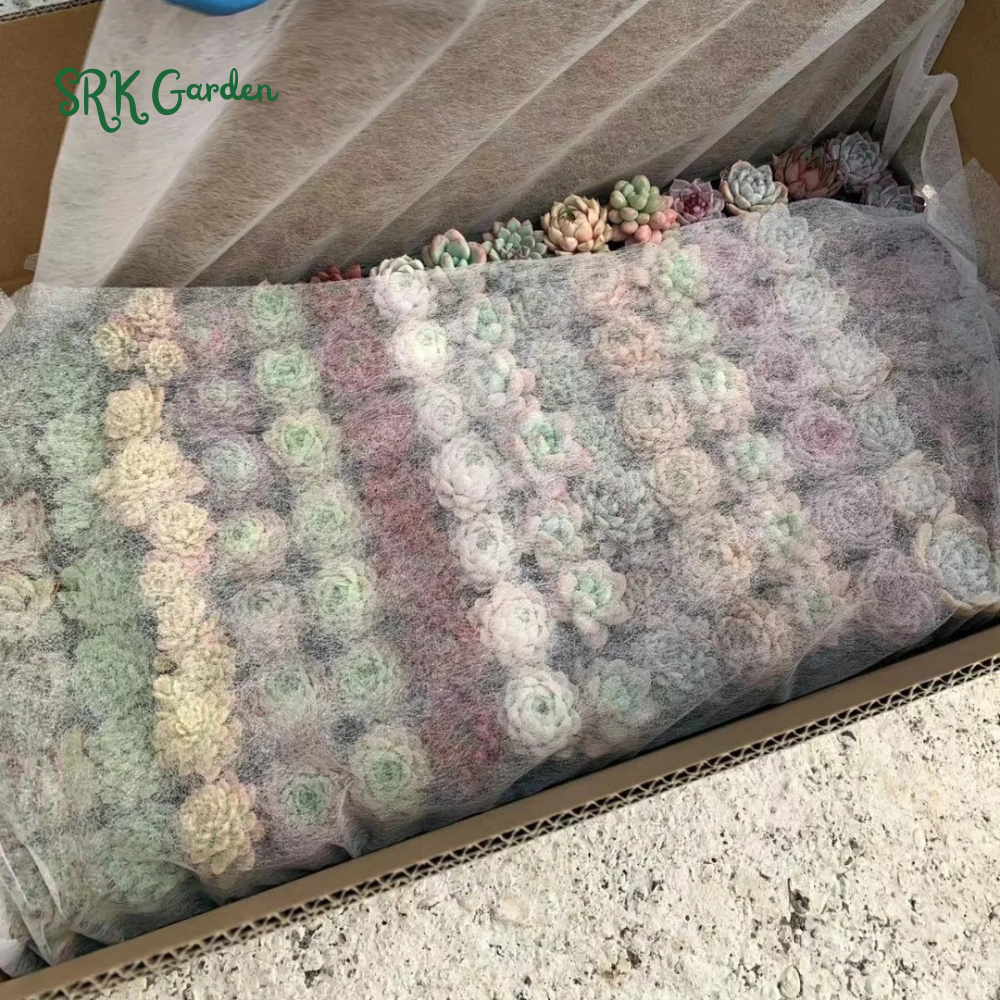 Succulents Mystery Box 12-24pcs, Live Plants in 2'' pot