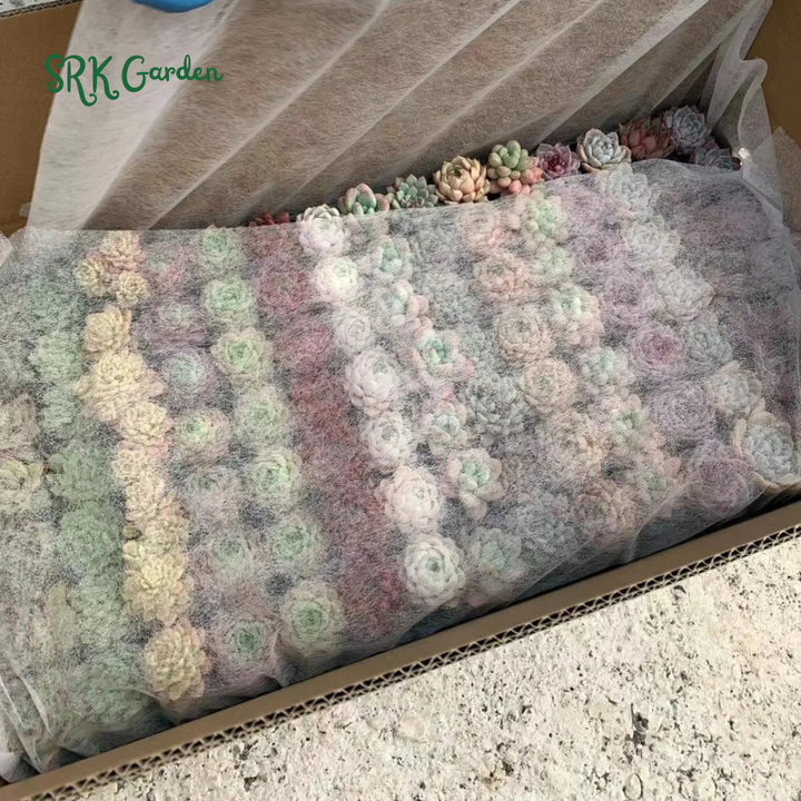 Succulents Mystery Box 12-24pcs, Live Plants in 2'' pot