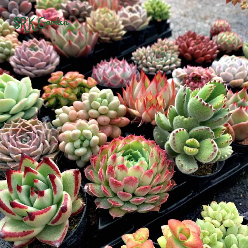 Succulents Mystery Box  6 - 12 pcs, Live Plants in 4'' pot