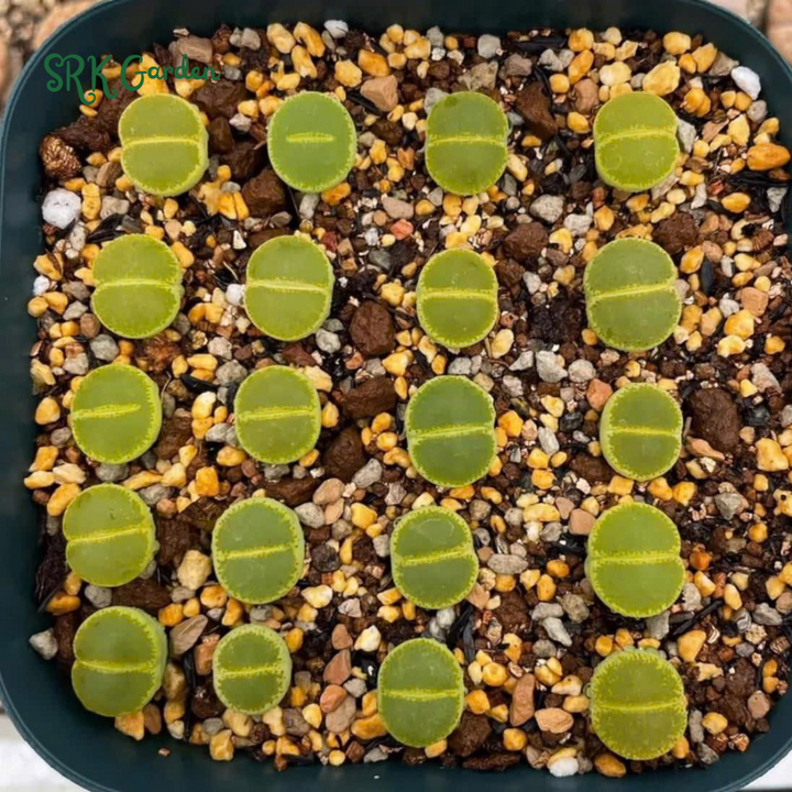 Pack of 10 Live Small Exotic Lithops Random Color 0.3" to 0.7" size