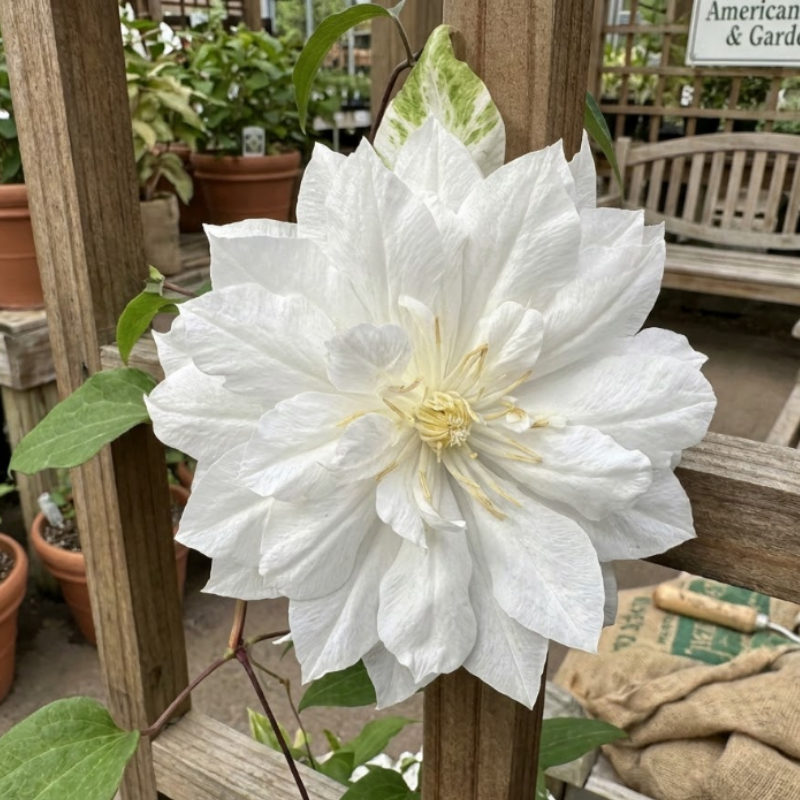 Clematis Seeds – Beautiful Perennial Flowering Climbing Vine