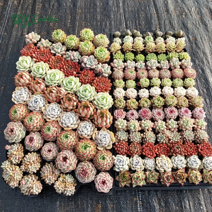 Succulents Mystery Box  6 - 12 pcs, Live Plants in 4'' pot