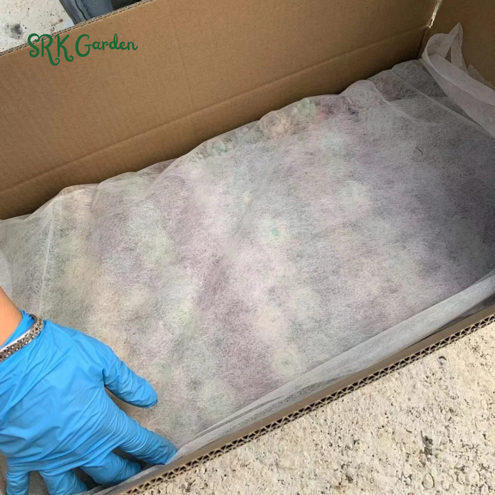 Succulents Mystery Box 12-24pcs, Live Plants in 2'' pot