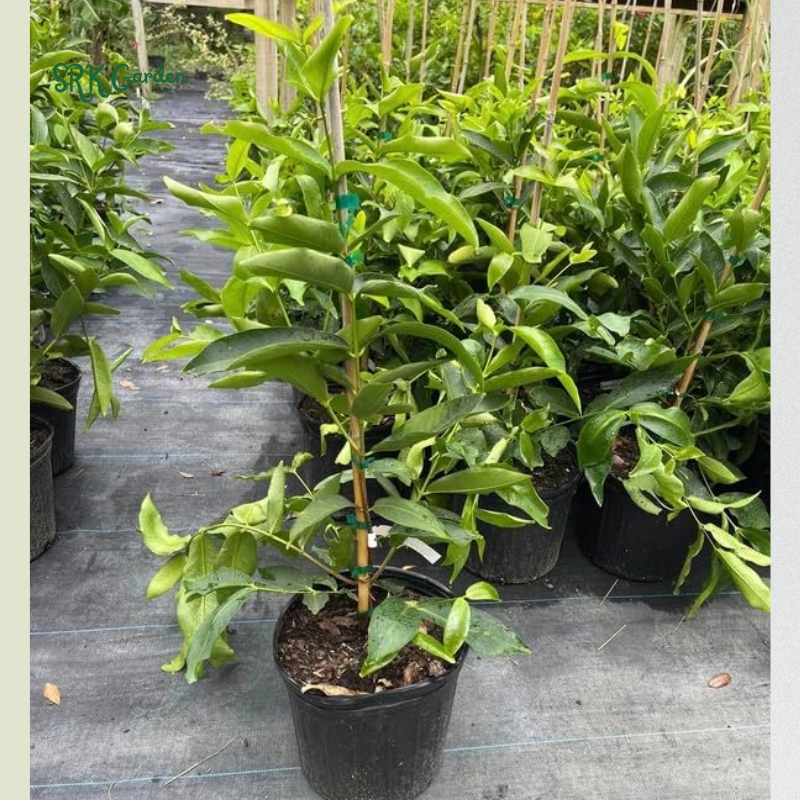 Red Wax Jambu (Syzygium jambos) Fruit Tree Tropical Plant 2ft tall