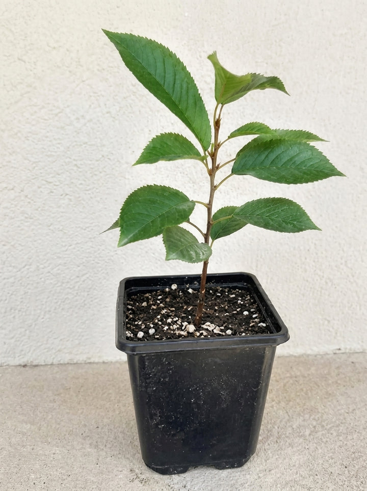 Dwarf Black Cherry Fruit Live Plant 1 - 2ft tall