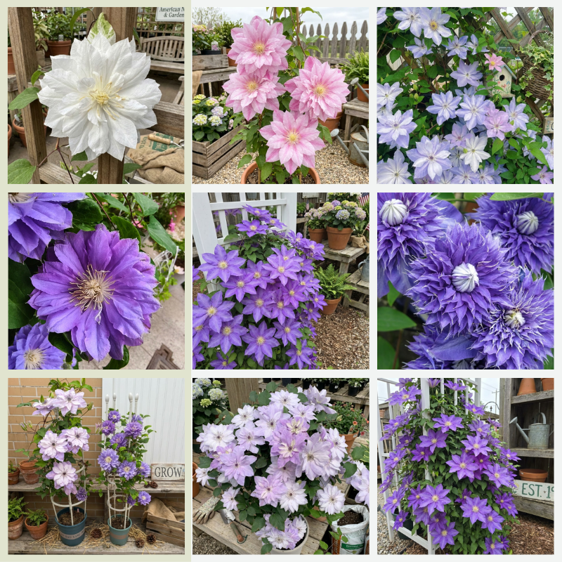 Clematis Seeds – Beautiful Perennial Flowering Climbing Vine