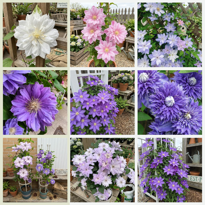 Clematis Seeds – Beautiful Perennial Flowering Climbing Vine