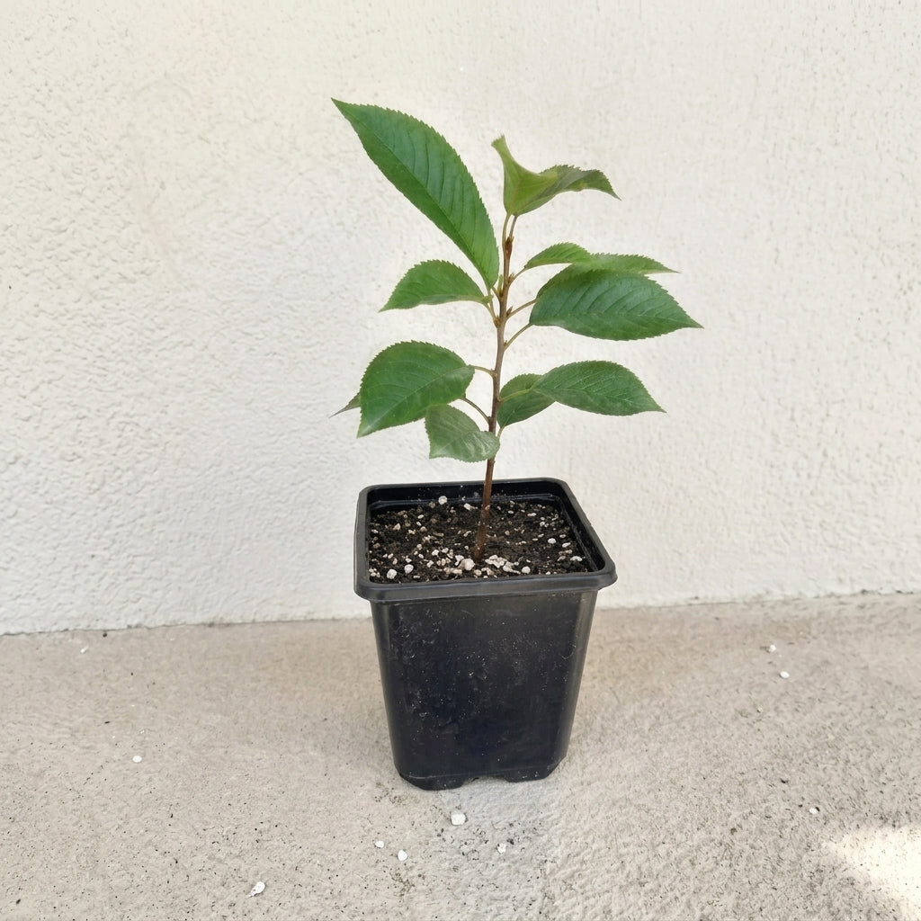 Dwarf Black Cherry Fruit Live Plant 1 - 2ft tall