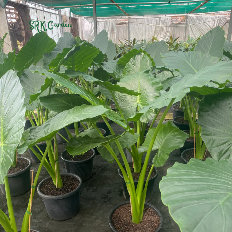 ALocasia Calidora - Giant Elephant Ear - 2ft Live Plants