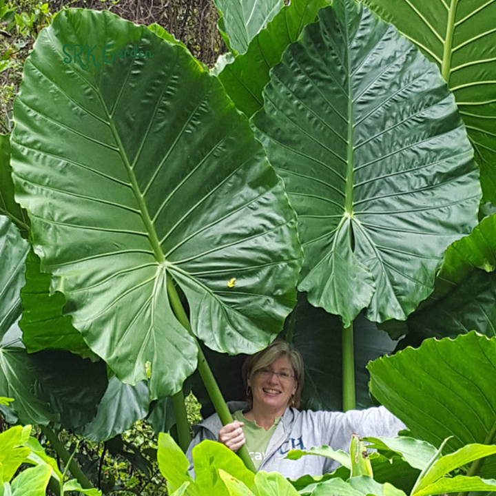 ALocasia Calidora - Giant Elephant Ear - 2ft Live Plants