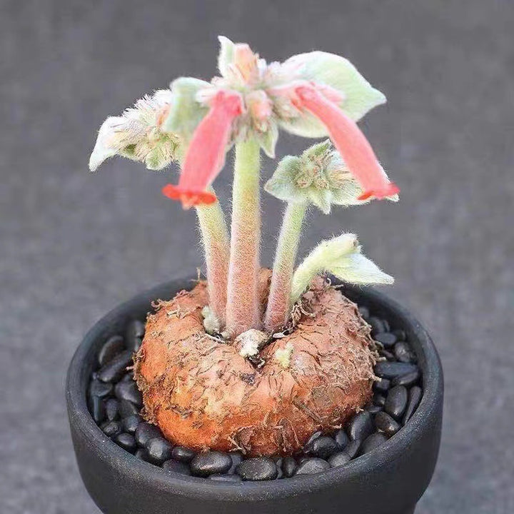 White-haired Sinningia, Sinningia Leucotricha