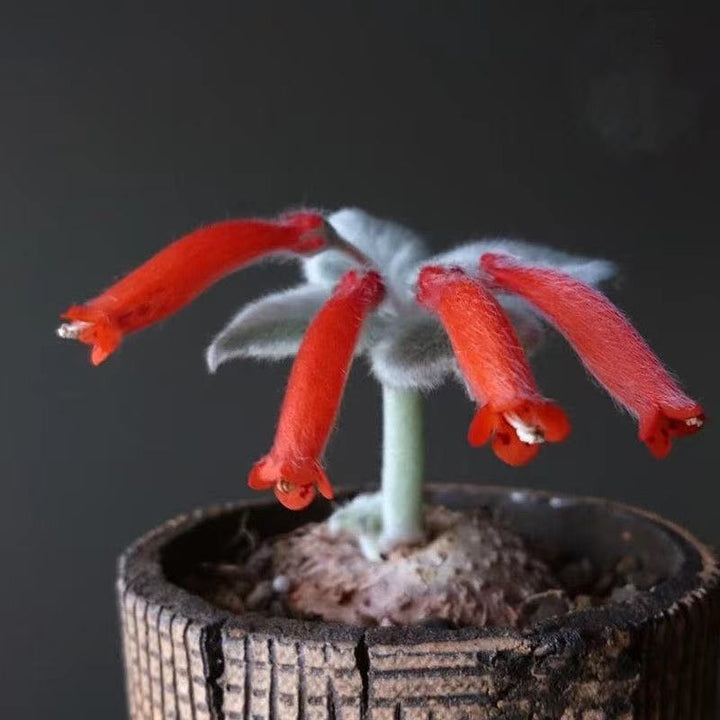 White-haired Sinningia, Sinningia Leucotricha