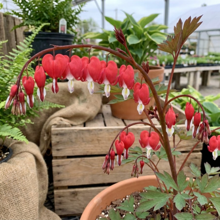 Pink Bleeding Heart Bare Root Perennial Plants – Heart Shaped Pink Blooms